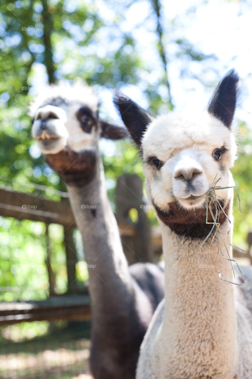 Close-up of two alpaca