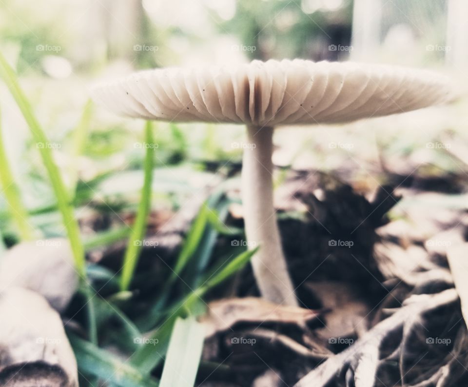 Pretty mushroom gills.