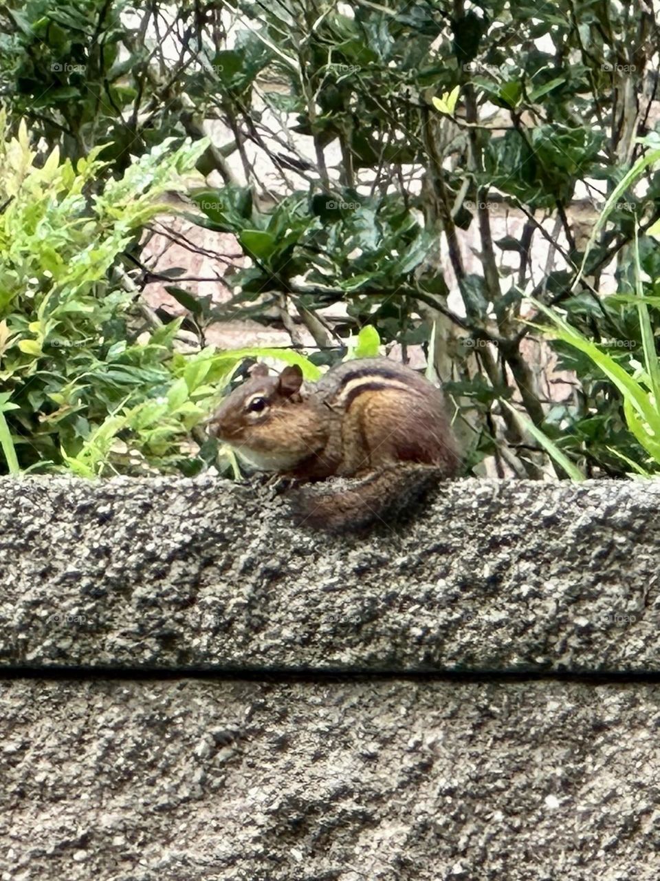 Backyard wildlife chipmunk on stone wall neighborhood foraging nature summer weeds landscaping