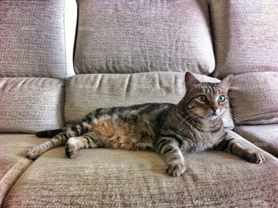 light grey cat interior by benjaminet