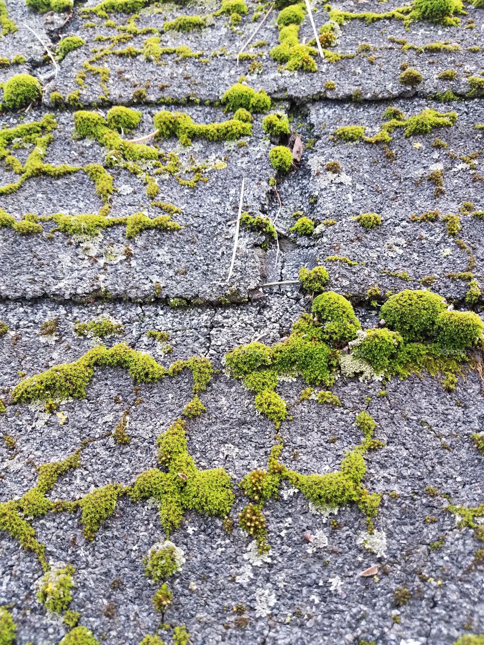 moss on roof