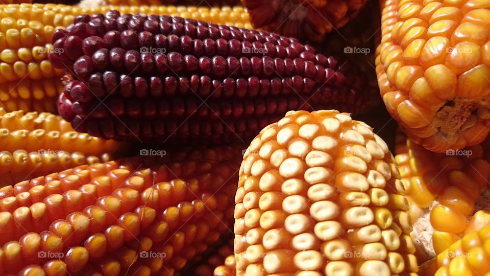 maíz amarillo y rojo