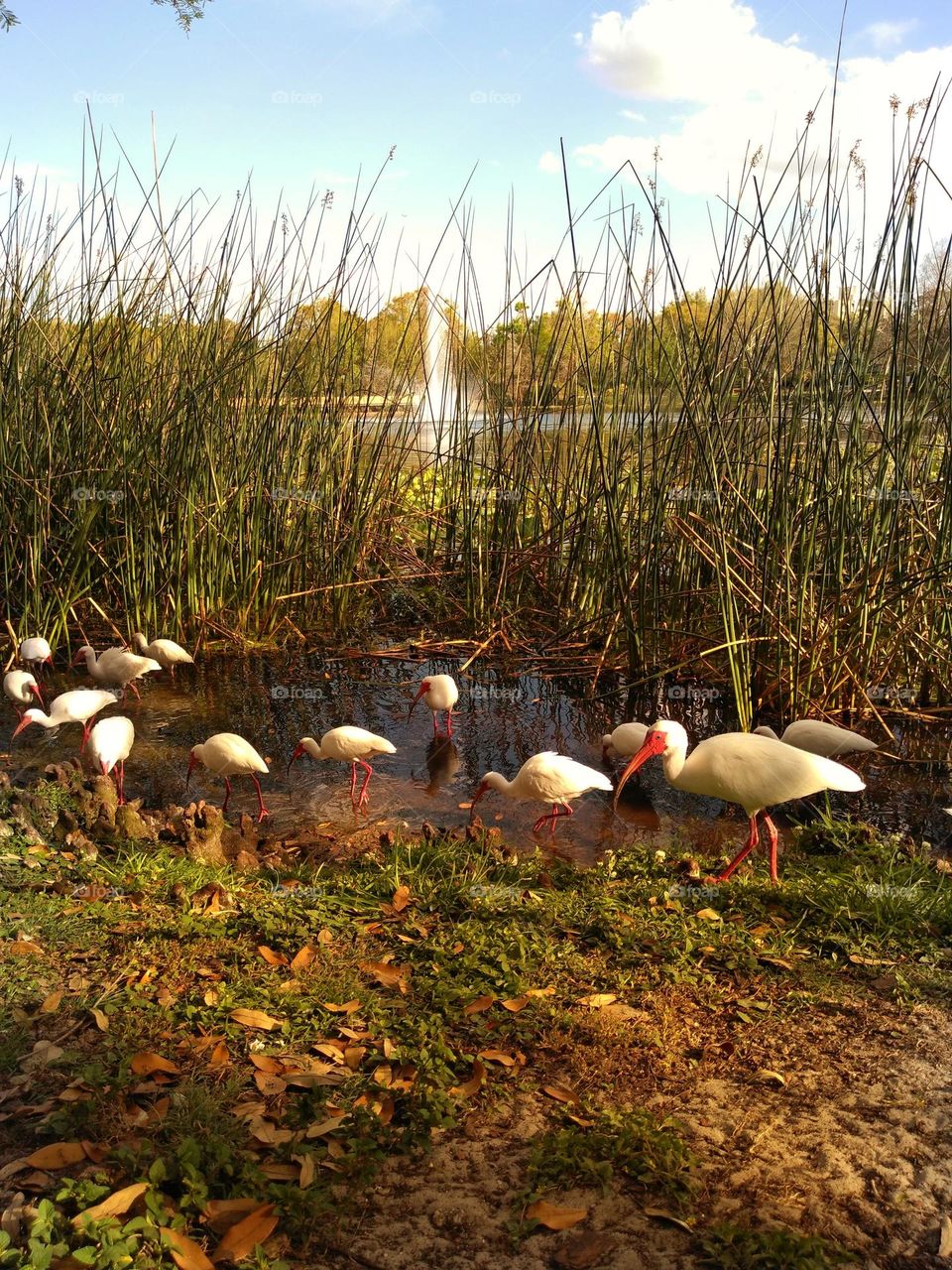 A flock of white ibis stands in the shallow water and gets a drink, looks for food and groom themselves.