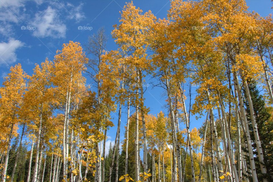 Low angle view of autumn trees