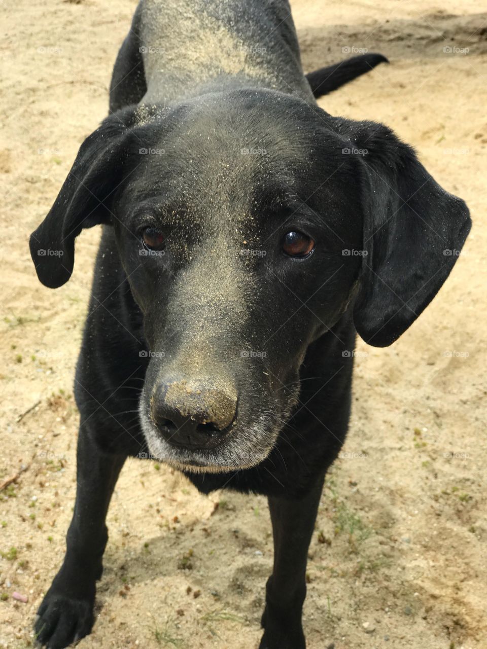 Dog covered with sand looking for someone to play with 