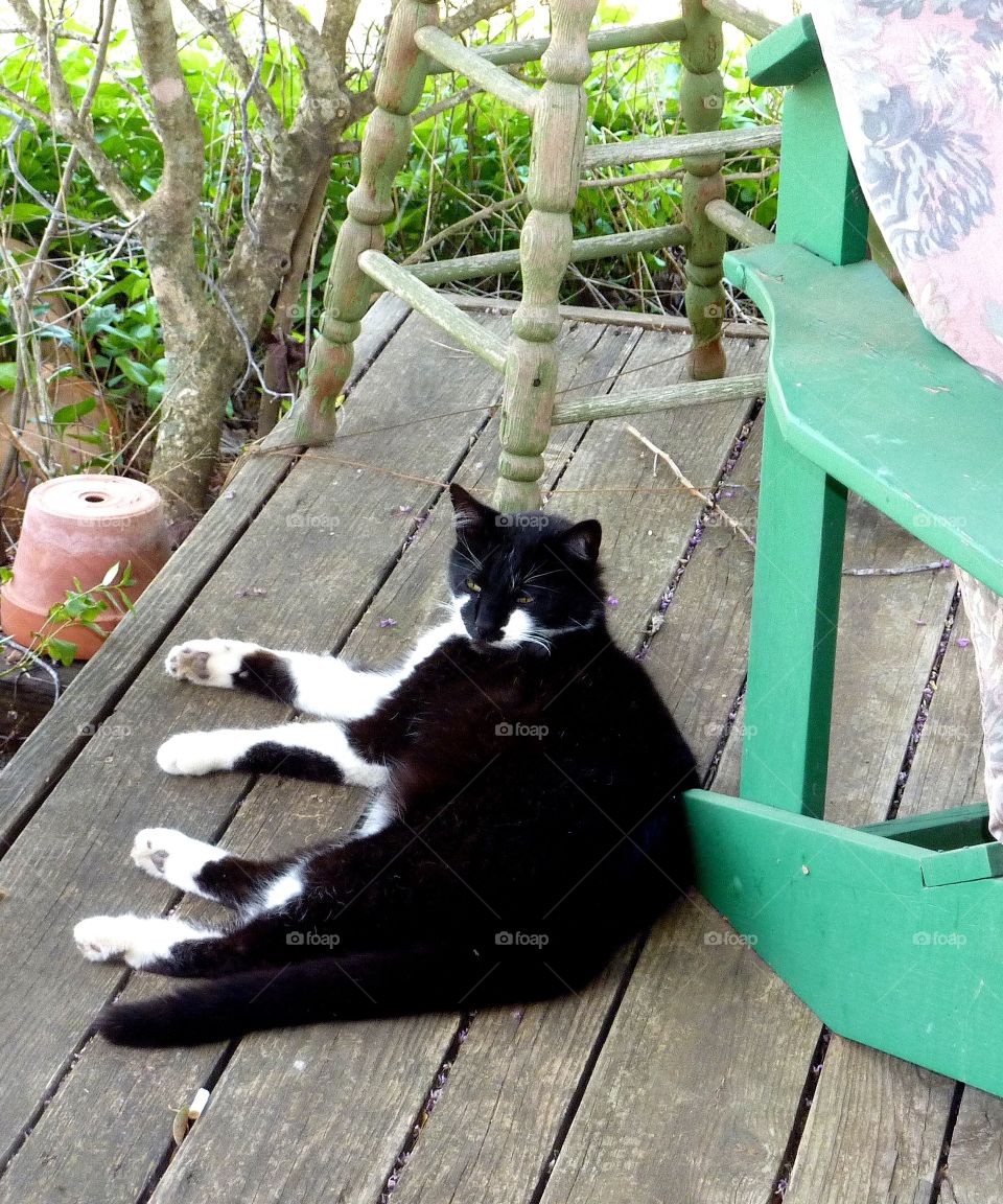 Cat relaxing on a porch 