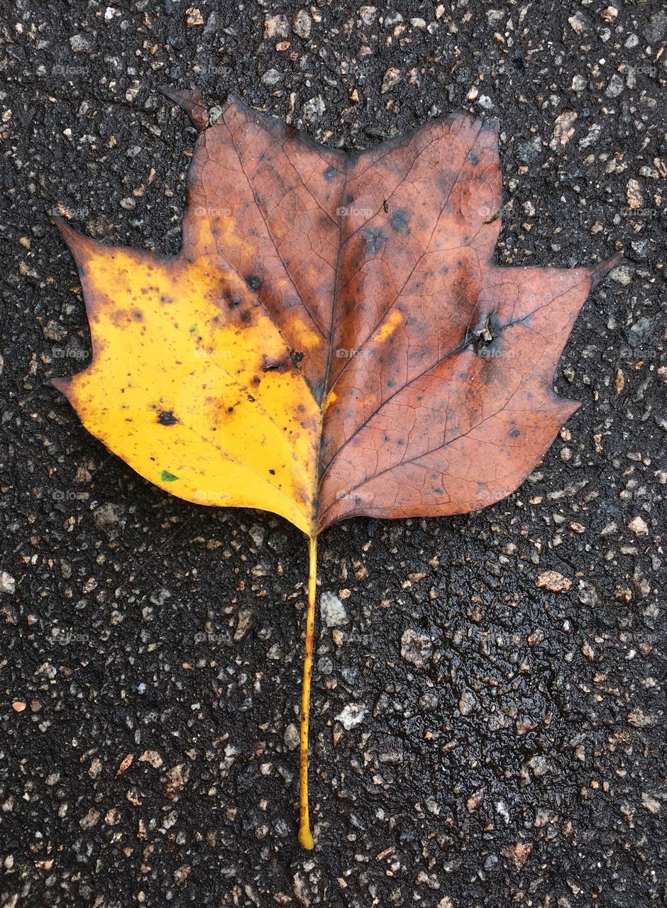 Fall leaf