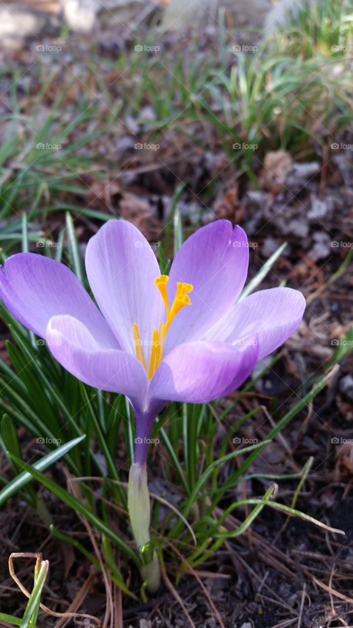 Close-up of purple crocus wildflower