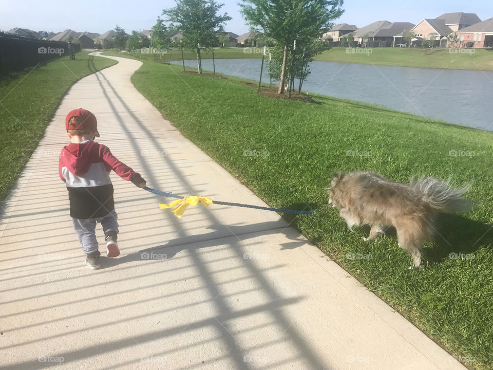 Toddler walking the dog 