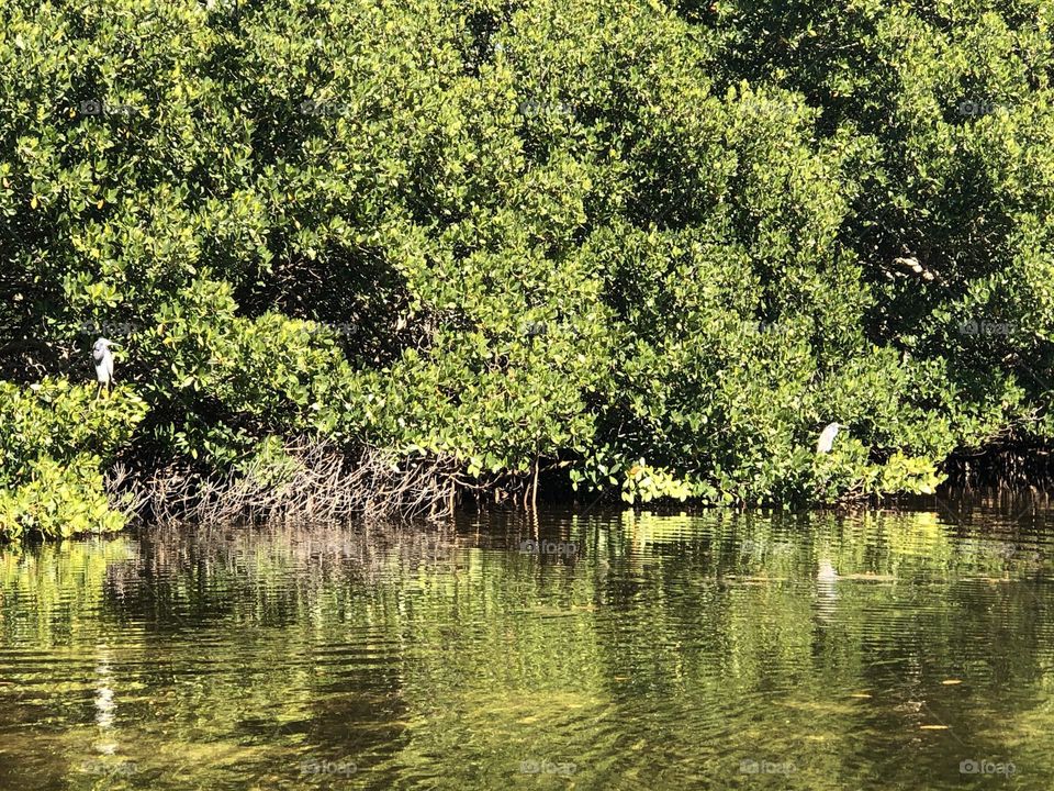 Weedon Island Preserve Water Scape