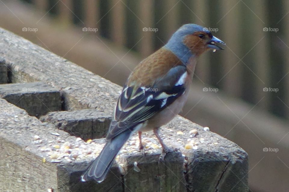 Chaffinch