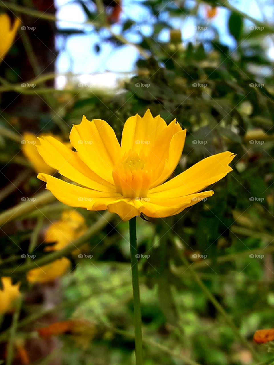Flower blooming in the garden