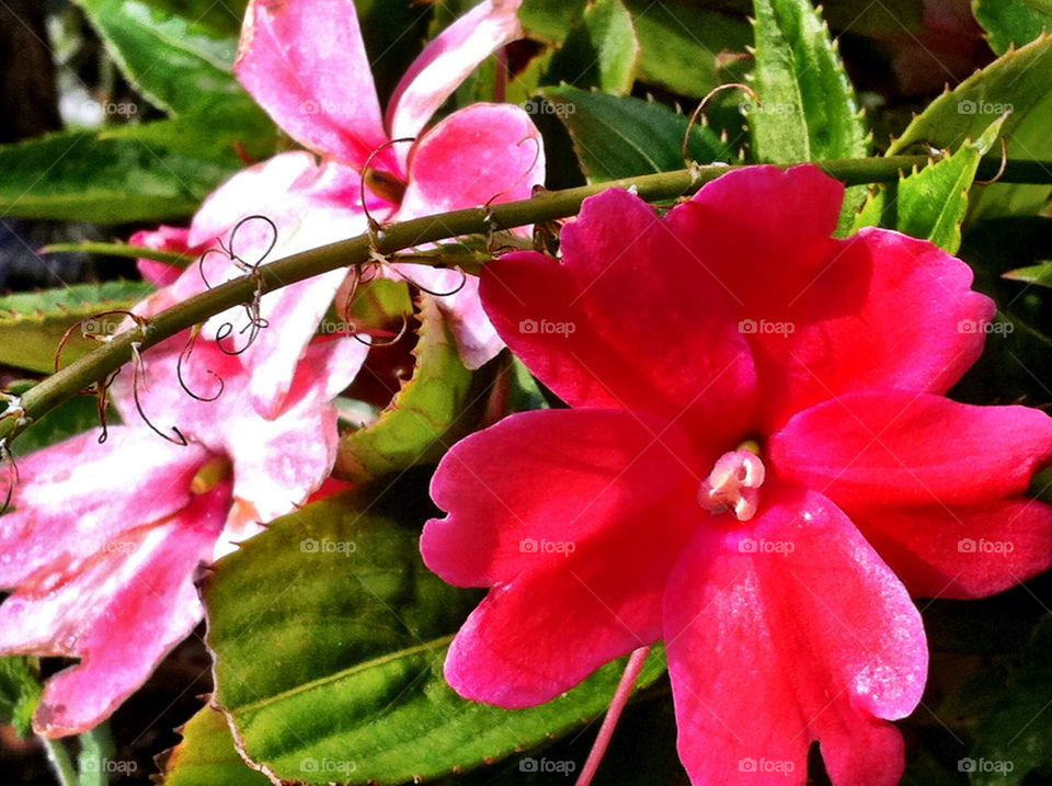 flowers garden plants pink by carinafox5