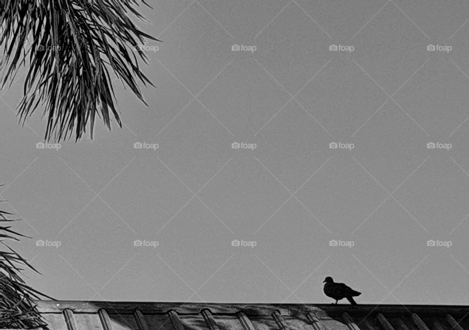 A single bird on neighbour's roof