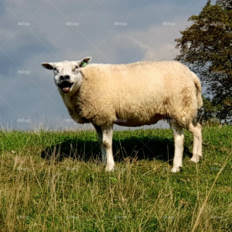 Sheep is blaring on the dike.
