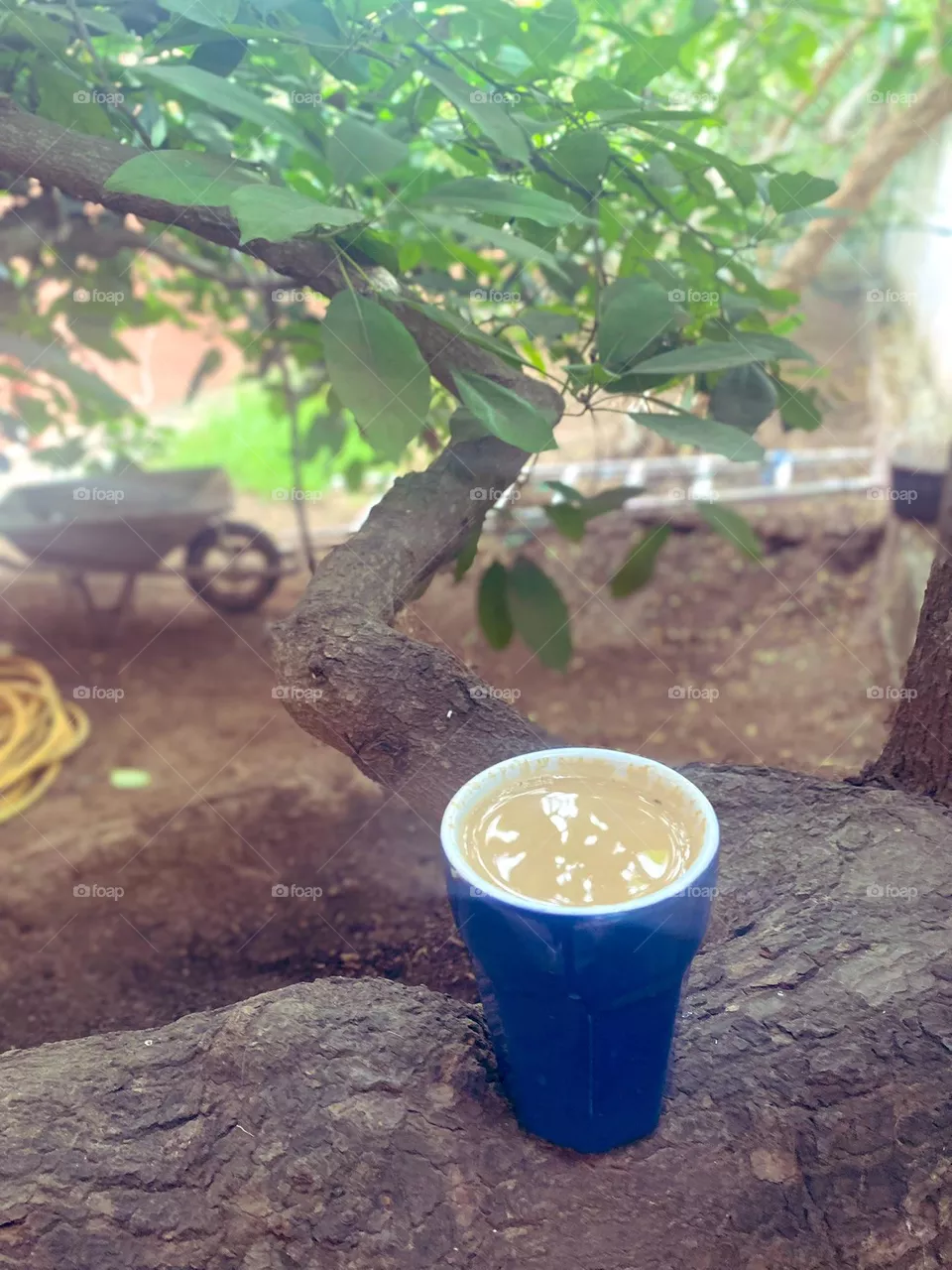 coffee