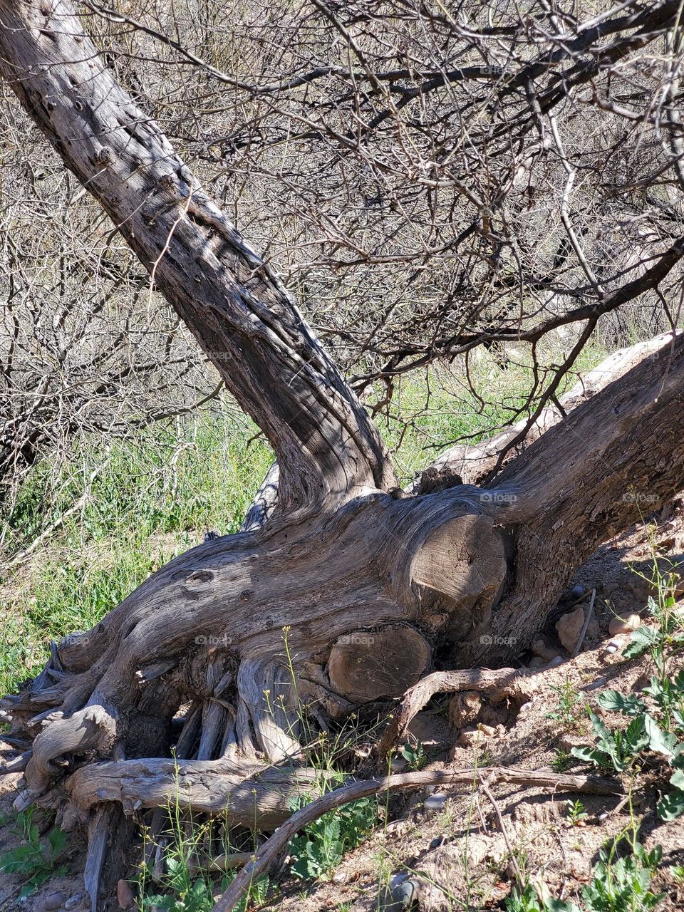 Fallen Tree Trunk in Winter
