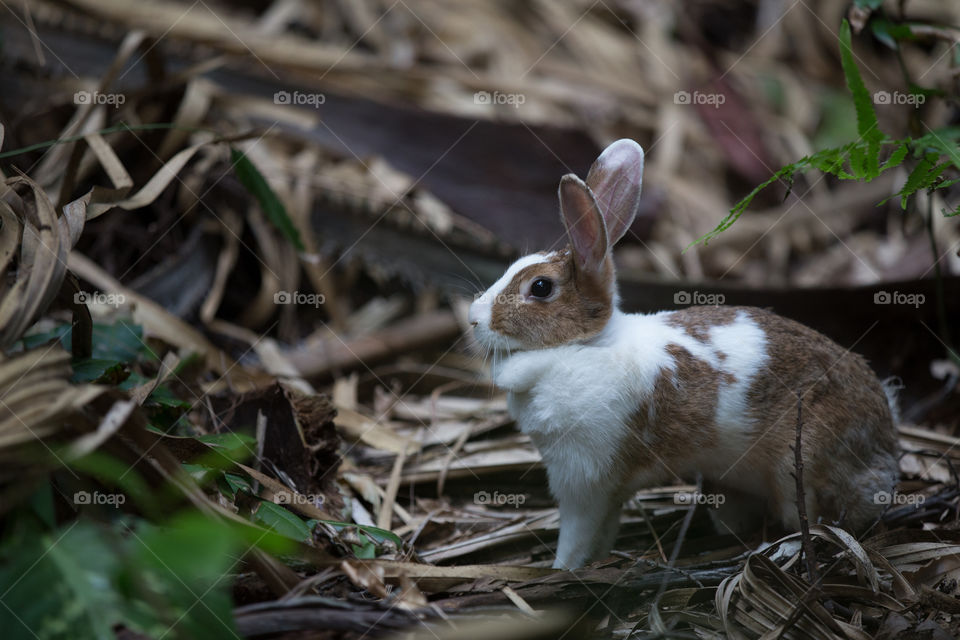 Rabbit in the forest 