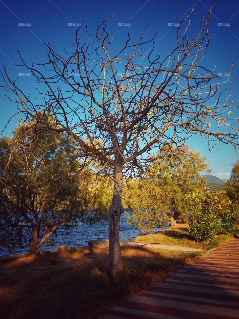 Let the leaves fall...