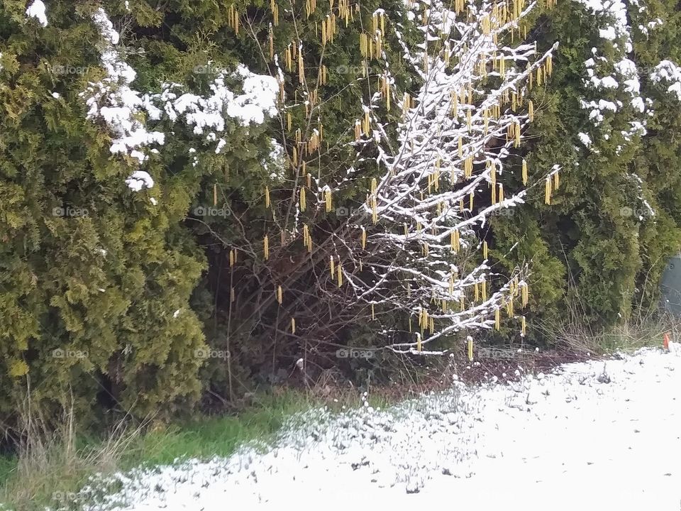 shrubs with snow