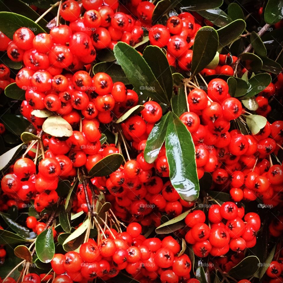 Red berries