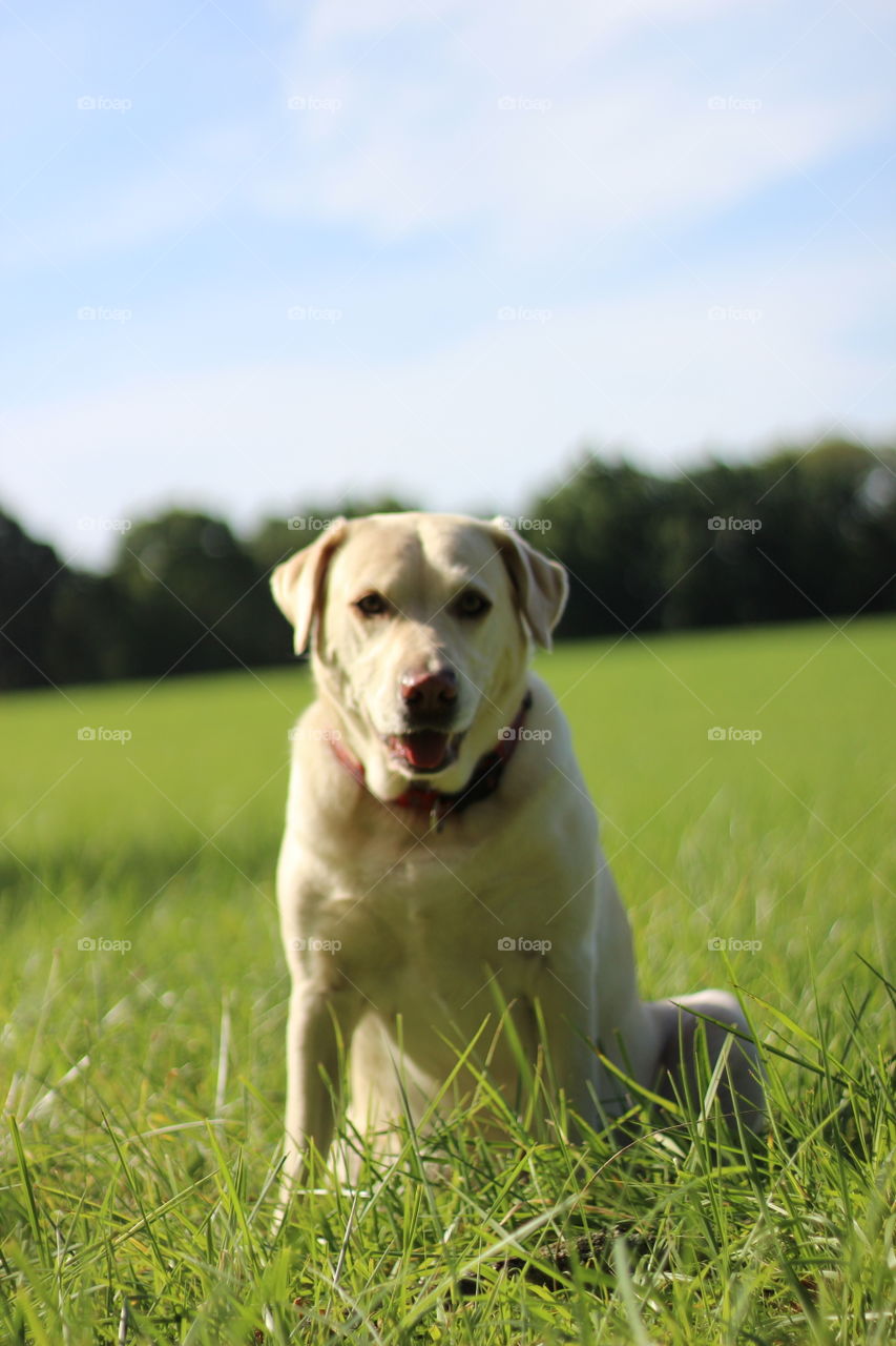 Dog sitting on grassy field against sky