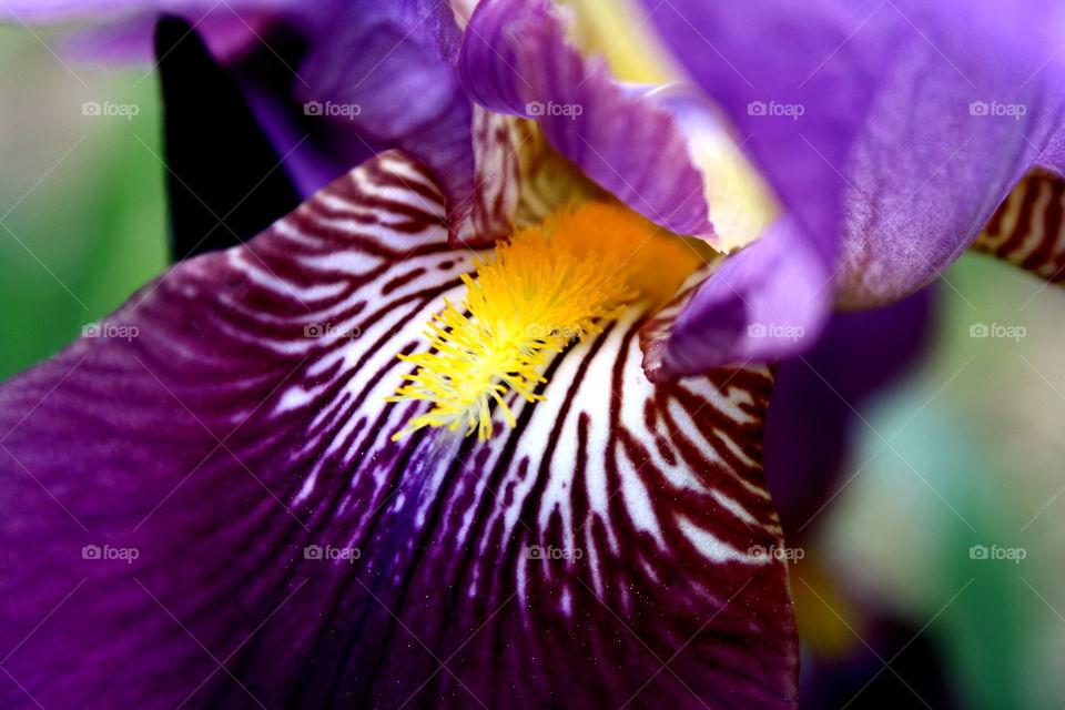 Macro Iris . Macro Iris 