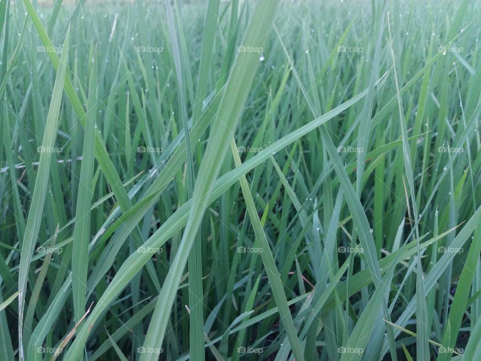 crop paddy