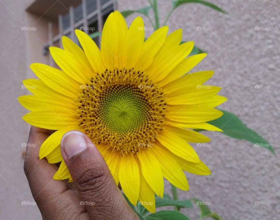 sunflower