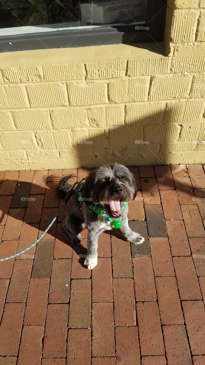Tibetan terrier dog yawn while on walk