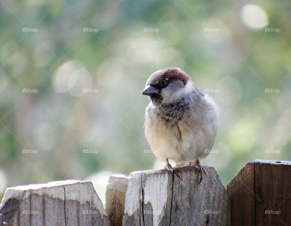 cute fuzzy sparrow closeup. on a fence in sunlight with bokeh background.