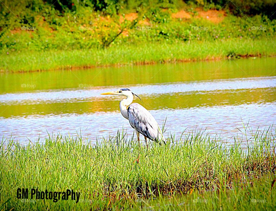 Landcsape try with a bird near a lake,it's really  Elegant view in the ViewFinder to look out to feel the breeze away from us by nature's Excellence.Looking out for prey s also a great look that caught by my ViewFinder Better...before it got it's prey,I got t well enough.