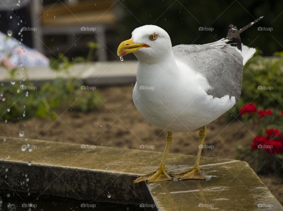 Seagull drinks
