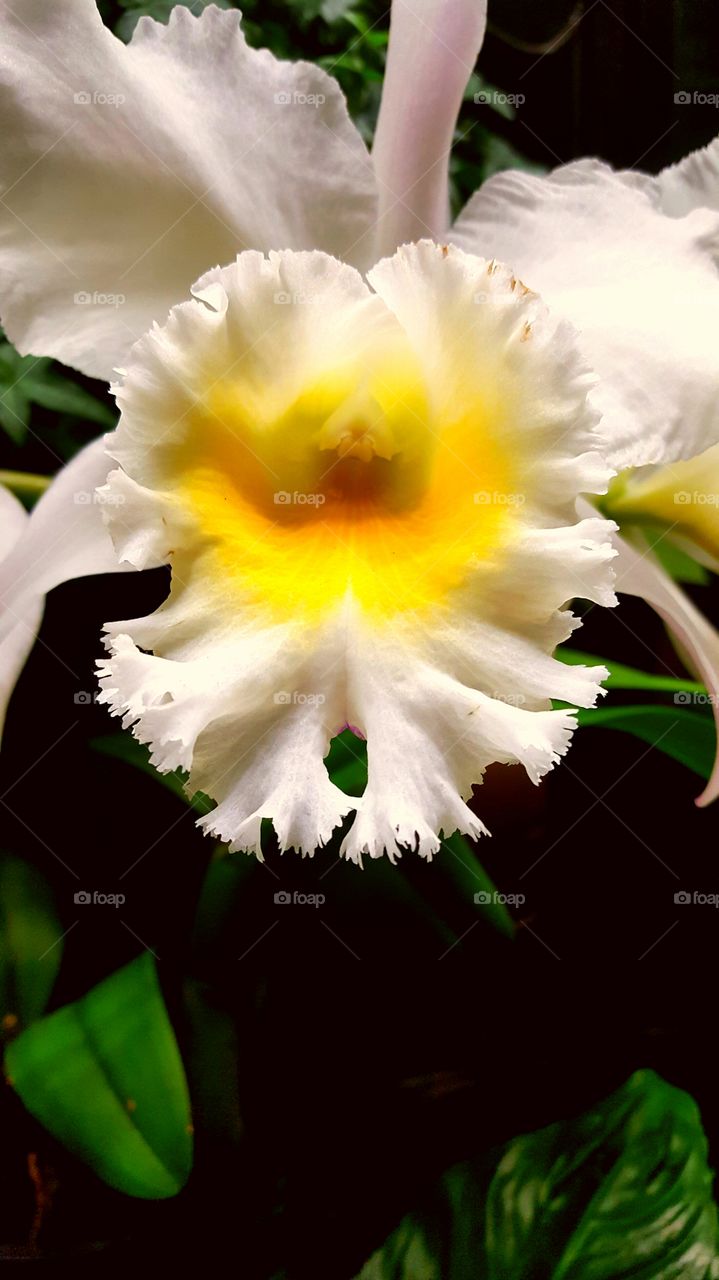A white and yellow flower