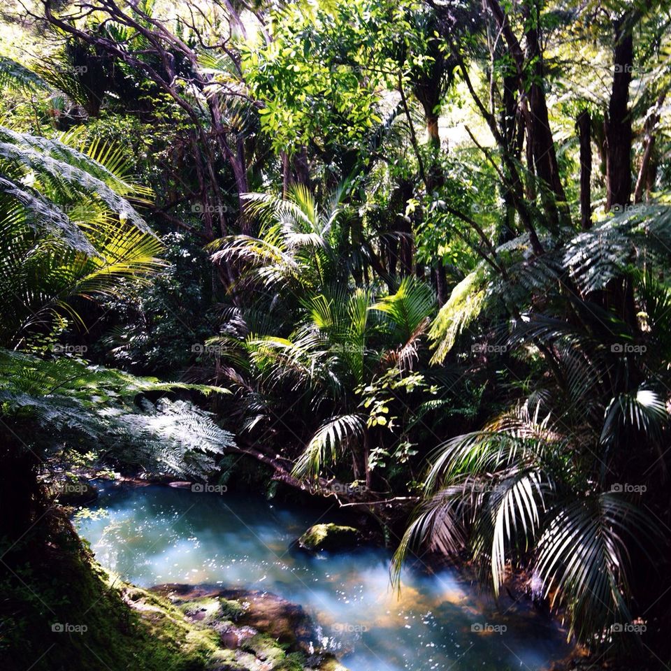 Mystical Forrest River