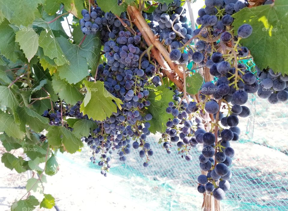 Grapes at harvest