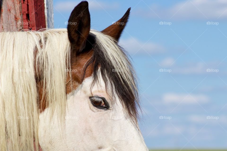 Closeup headshot of a horse in a barn against a blurred summer sky