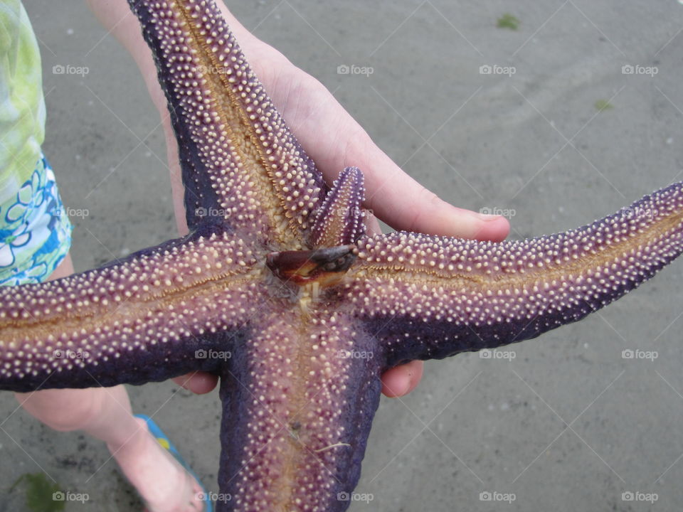 Our kids found this large live purple starfish eating a crab at our favourite beach at low tide. Unique!