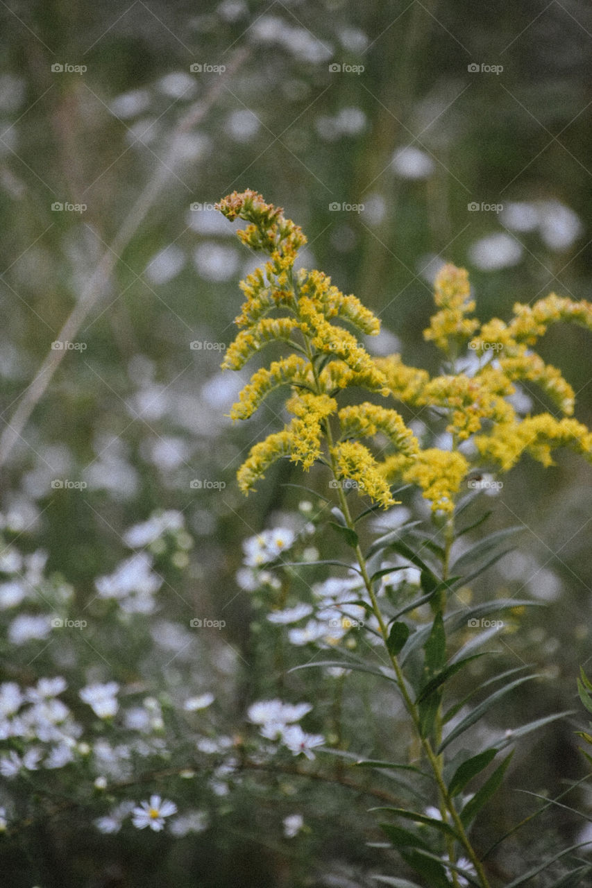 Plant Portrait V