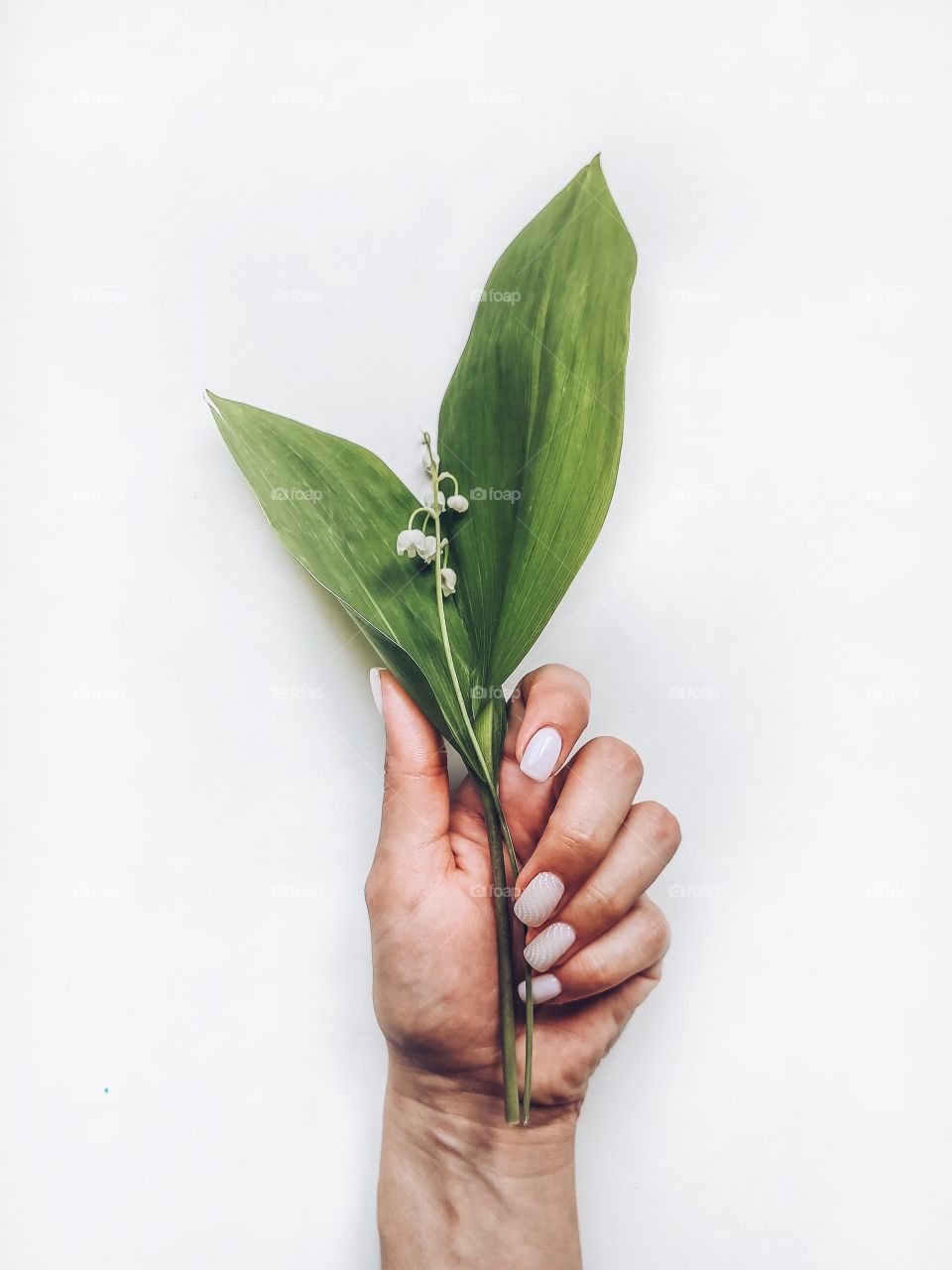 Flowers lily of valley in hand on white background