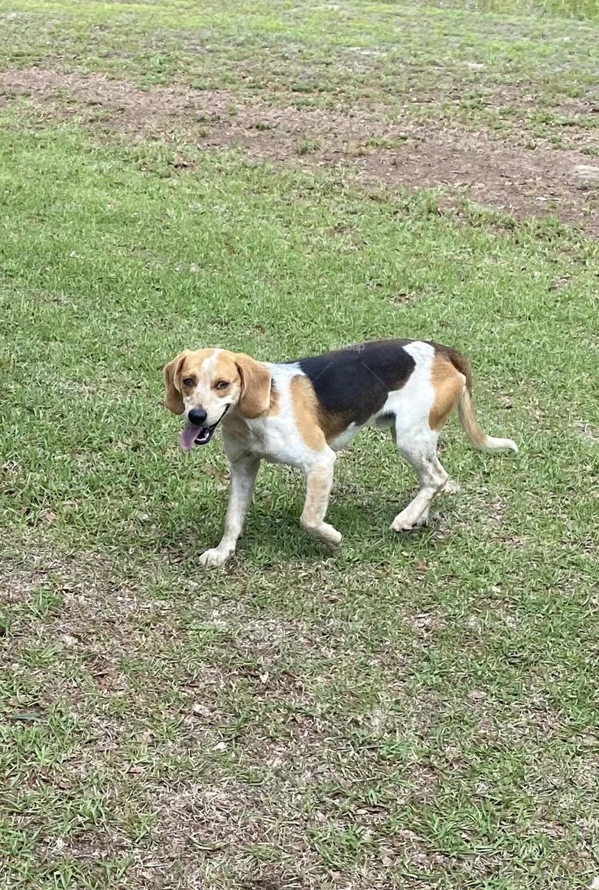 A nice dog went on a hour walk with me he is not my dog 