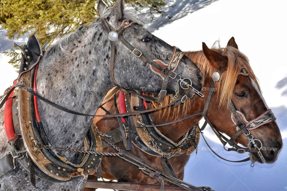 Winter with special friends