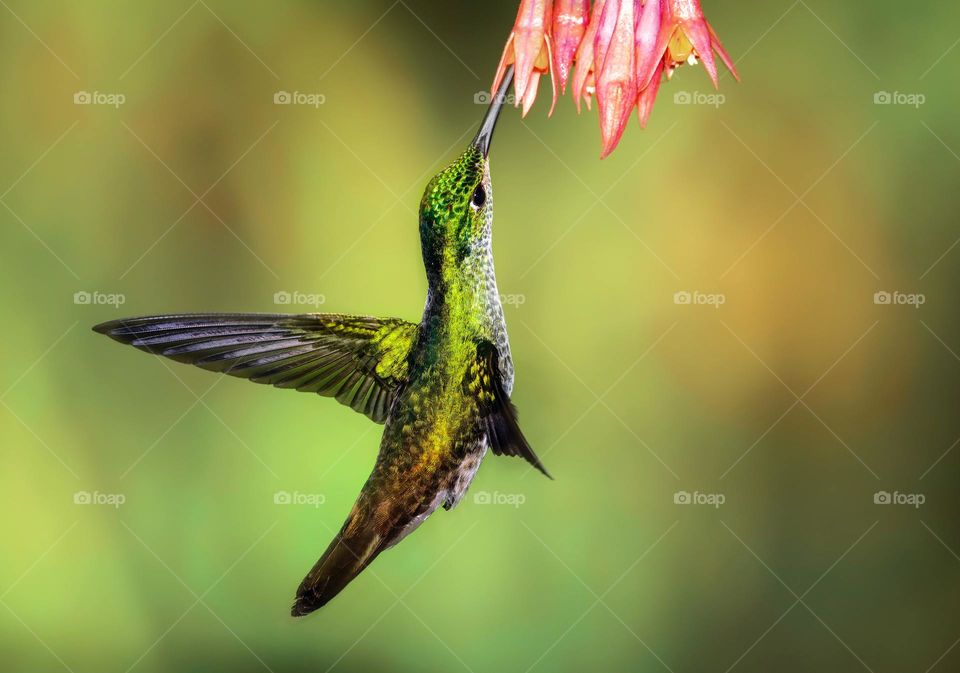 Beautiful humming bird