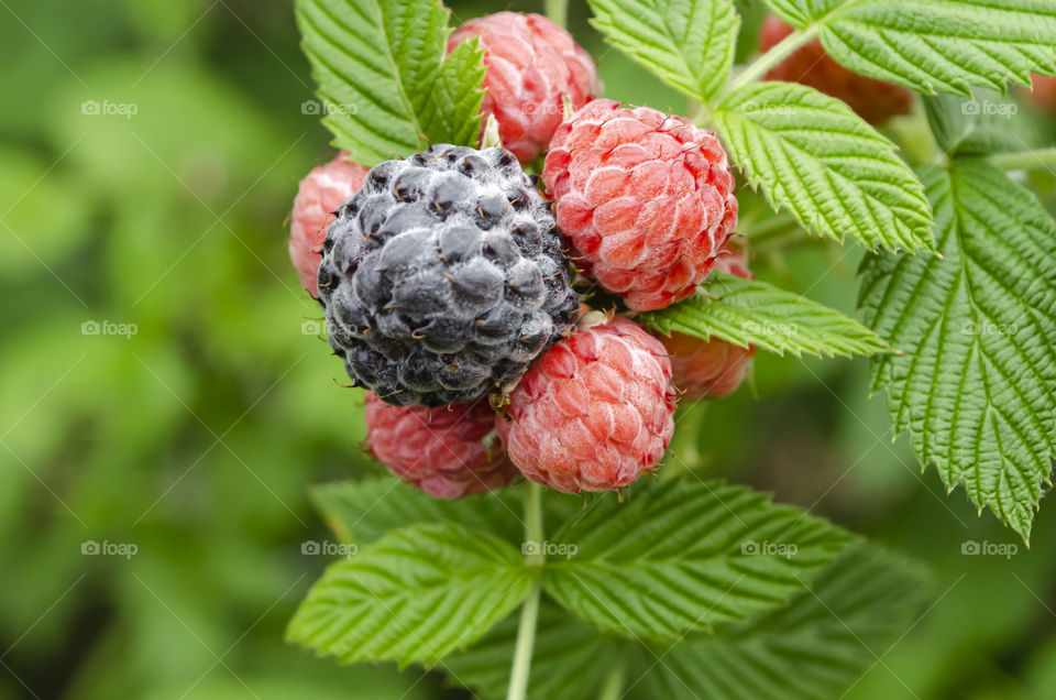 Ripe And Unripe Black Raspberries