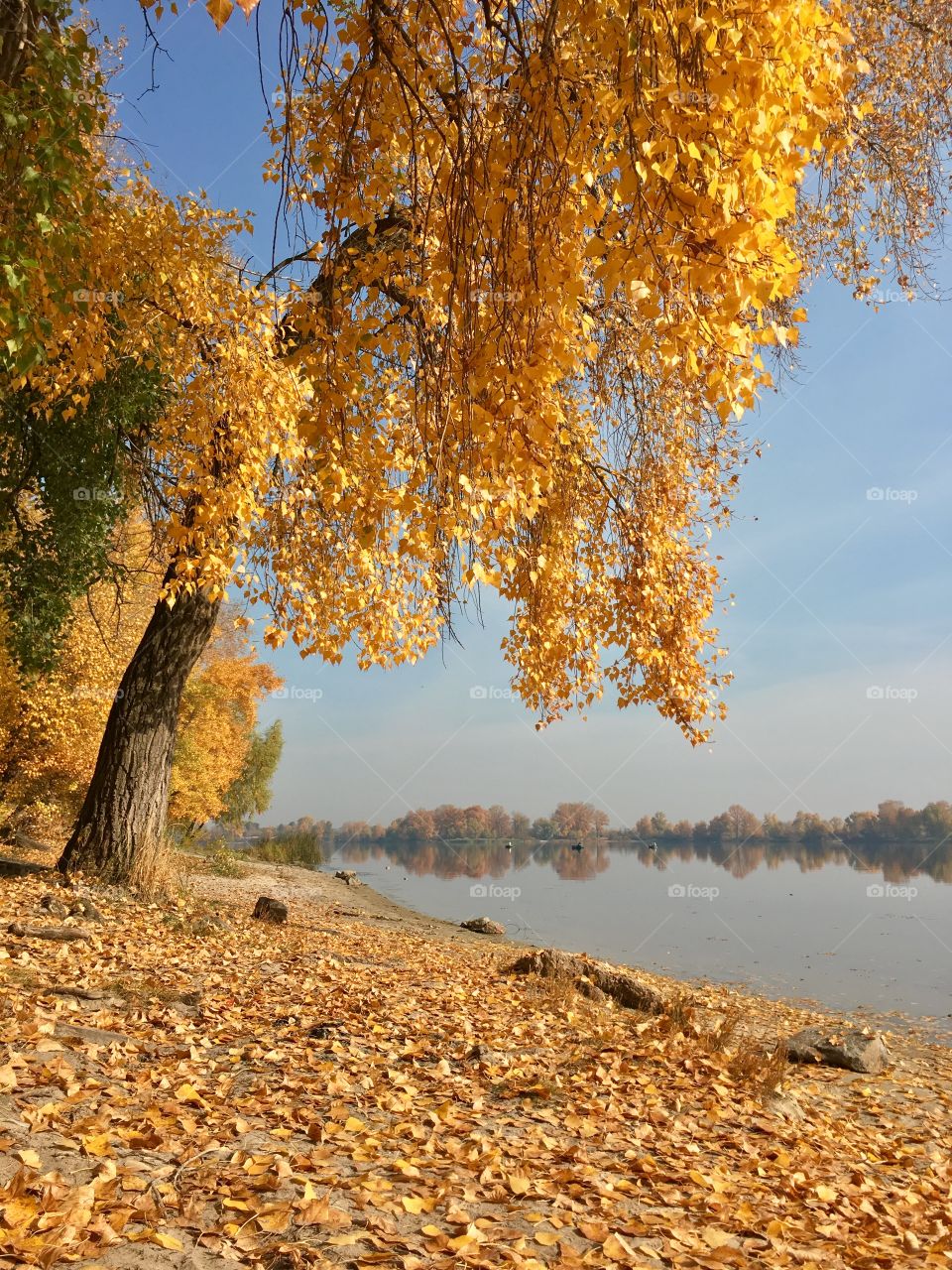 Golden tree full of bright yellow leafs