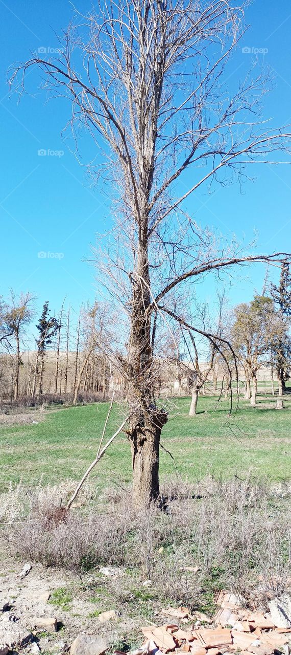 A big tree that has nothing left to do but pick it because it is useless. What do you think?