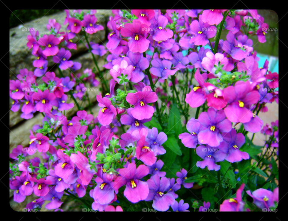 green flowers pretty purple by Les