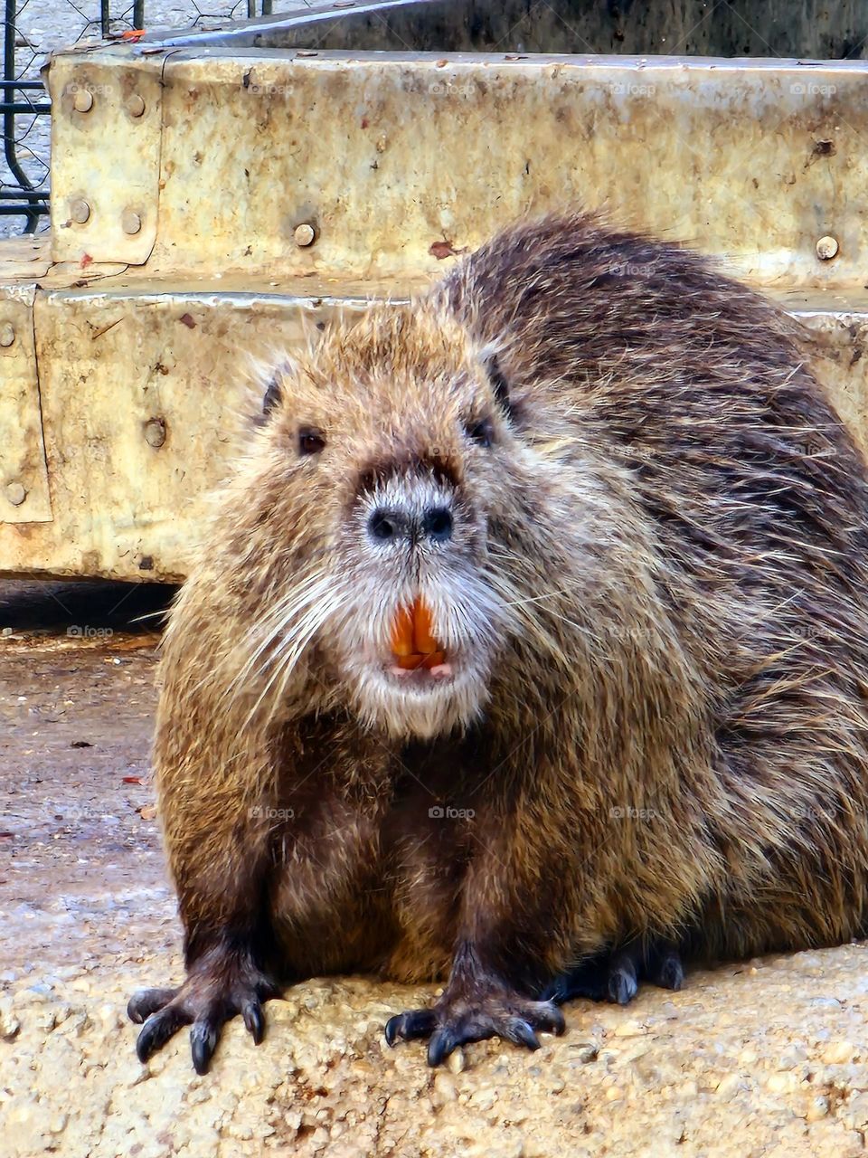 beaver