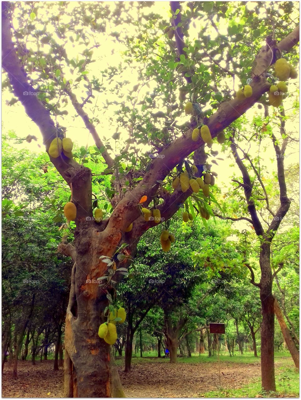 Jackfruit tree