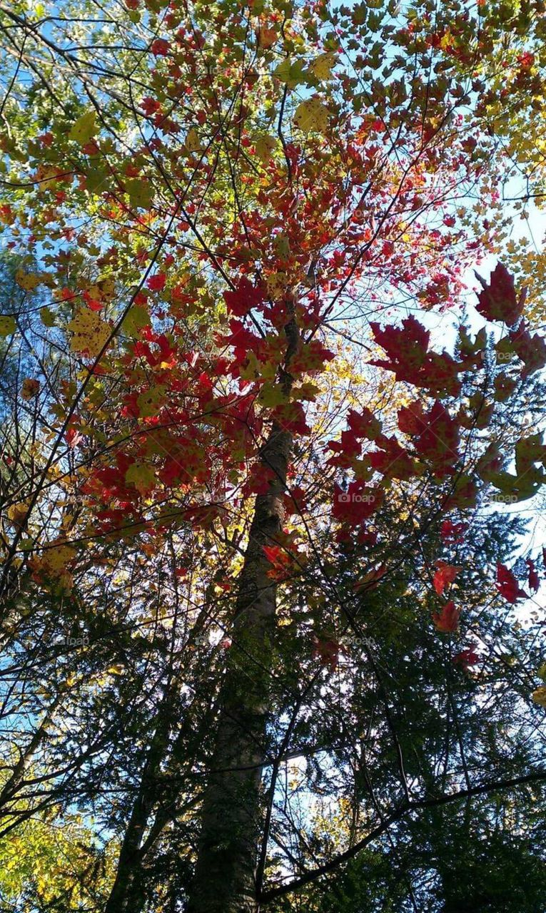 Deep red and yellow tree canopy against a blue sky.